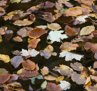 Опавшие на воду листья