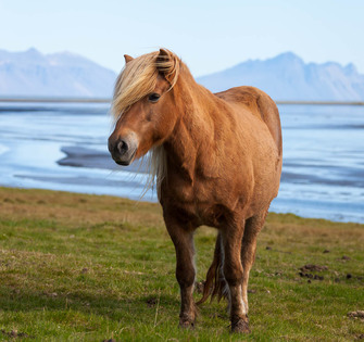 Исландская лошадка