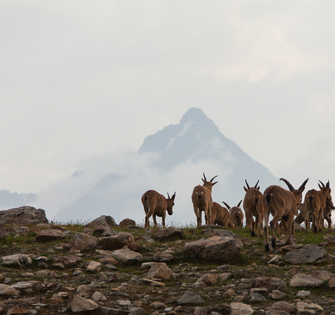 Кавказские горные козлы
