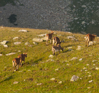 Западнокавказские горные козлы