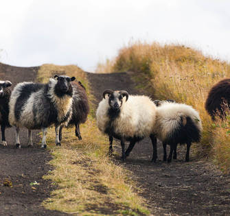 Исландские овечки