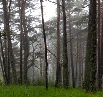Туманный лес в долине Билягидон
