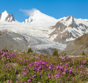 Цветы на фоне Софийского ледника